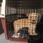 Šteniatka z osady hľadajú nový domov: Pozrite sa, aké sú rozkošné